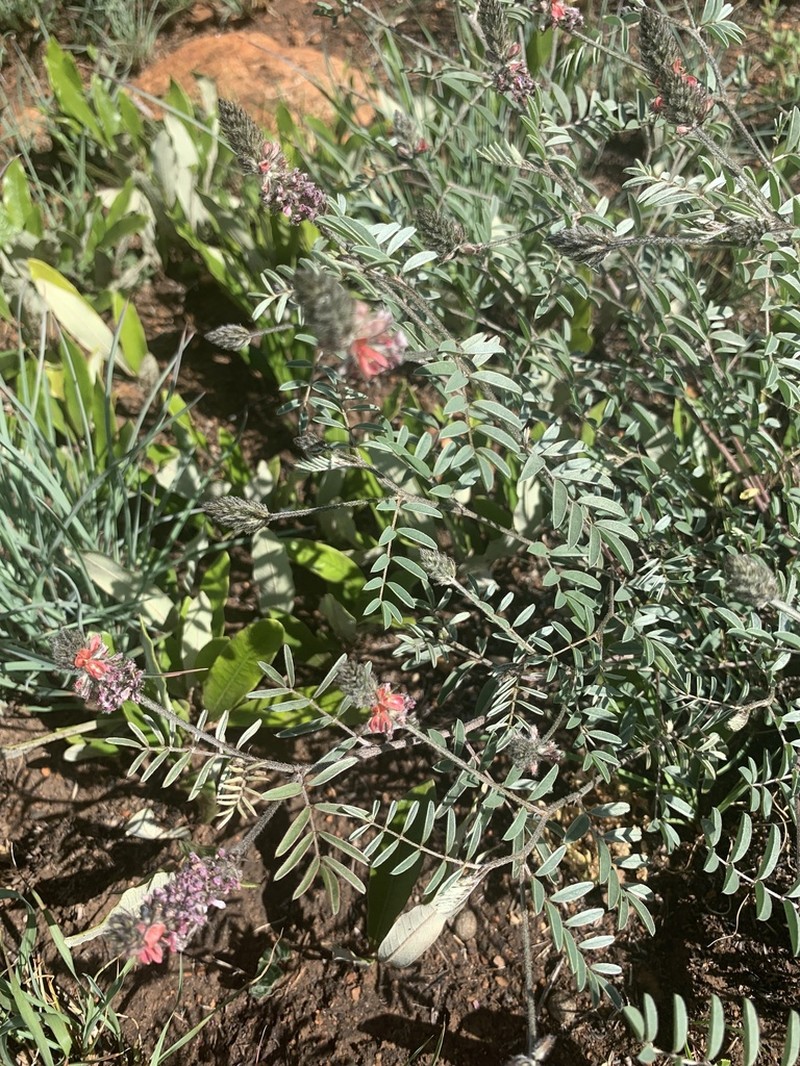 Indigofera malacostachys photo 6