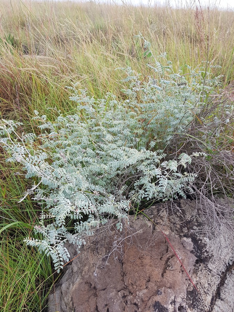 Indigofera malacostachys photo 7