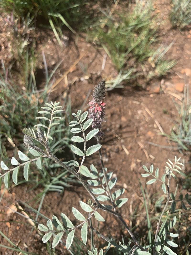 Indigofera malacostachys photo 8