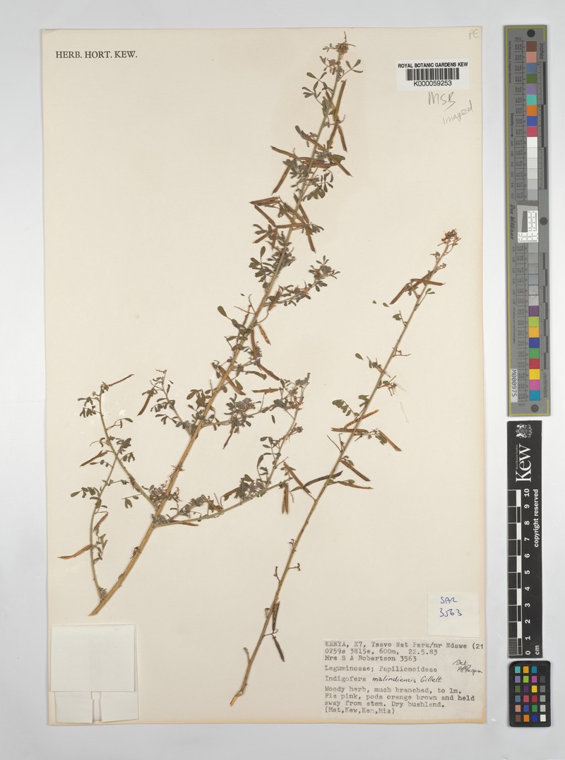 Indigofera malindiensis