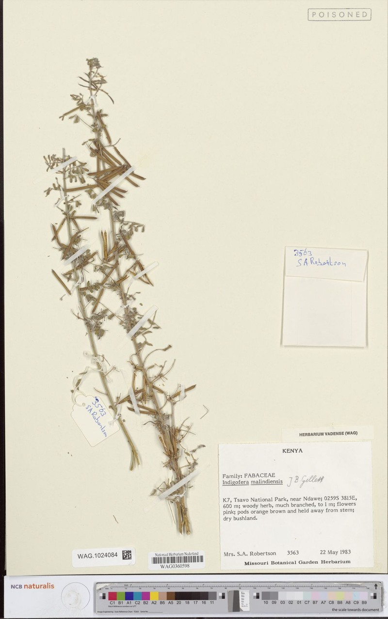 Indigofera malindiensis photo 2