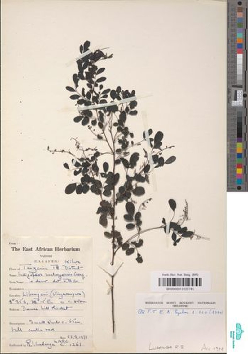 Indigofera malongensis