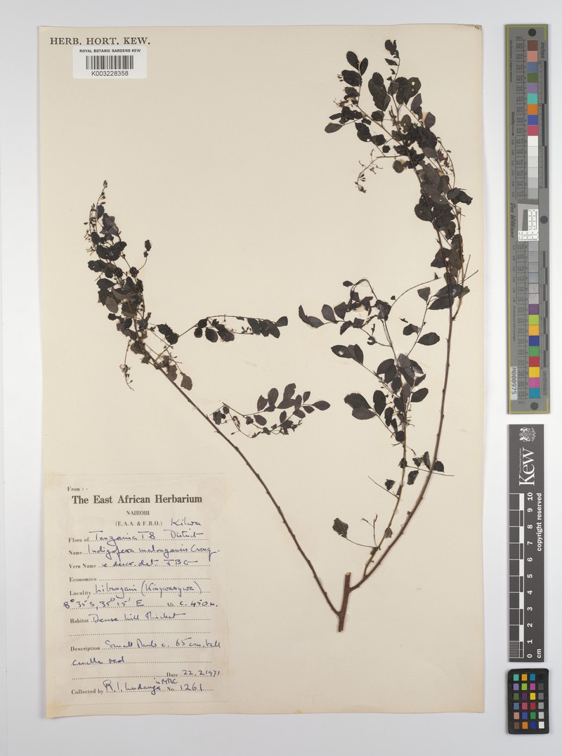 Indigofera malongensis photo 2