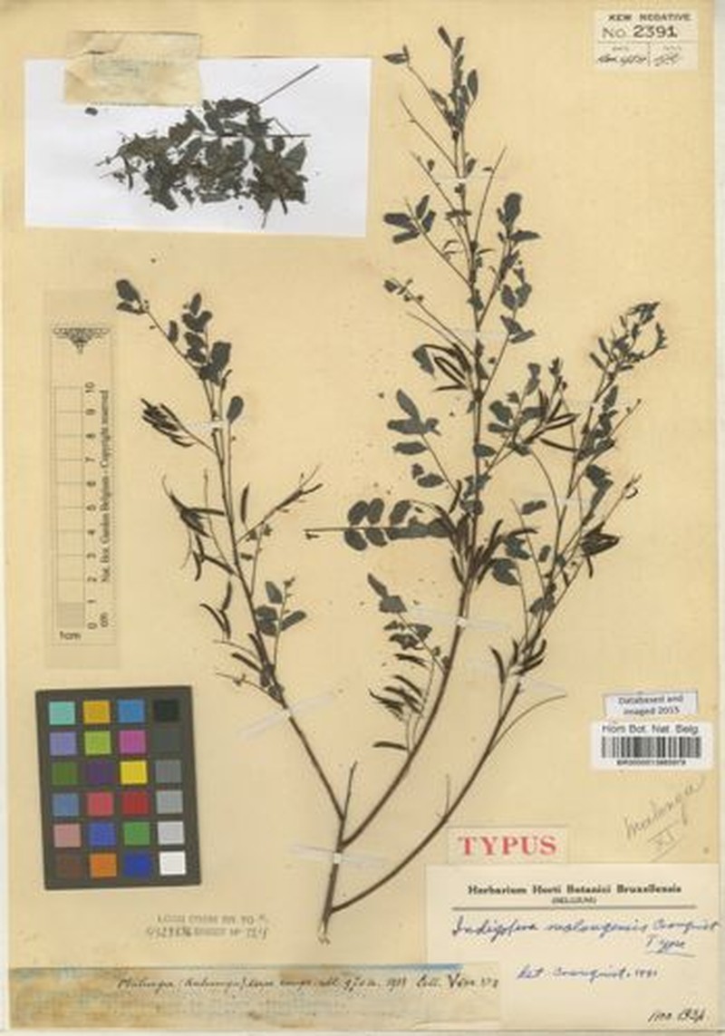 Indigofera malongensis photo 3