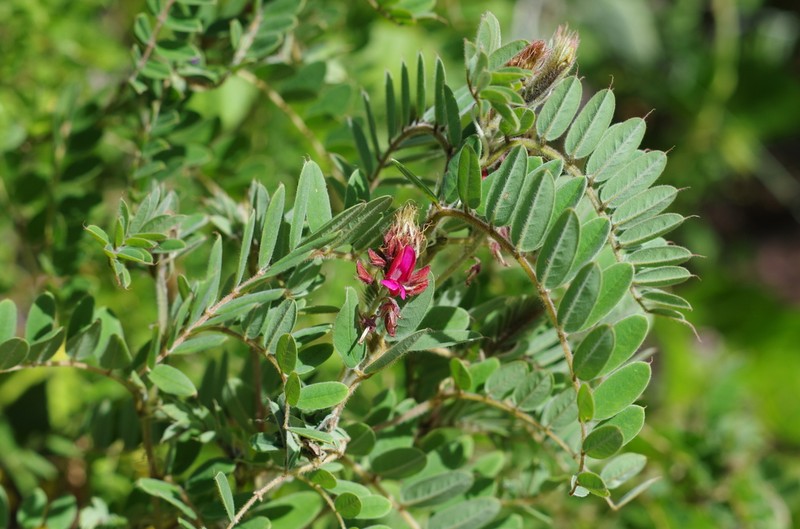 Indigofera mangokyensis