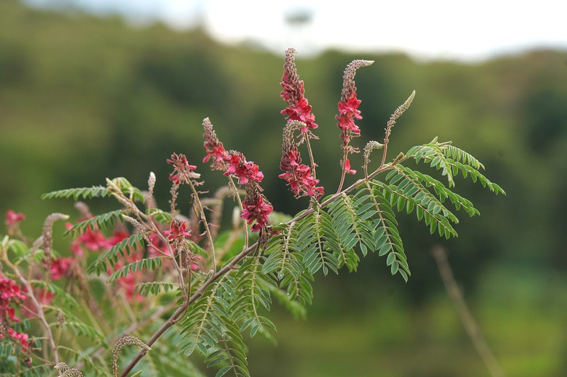 Indigofera mangokyensis photo 3