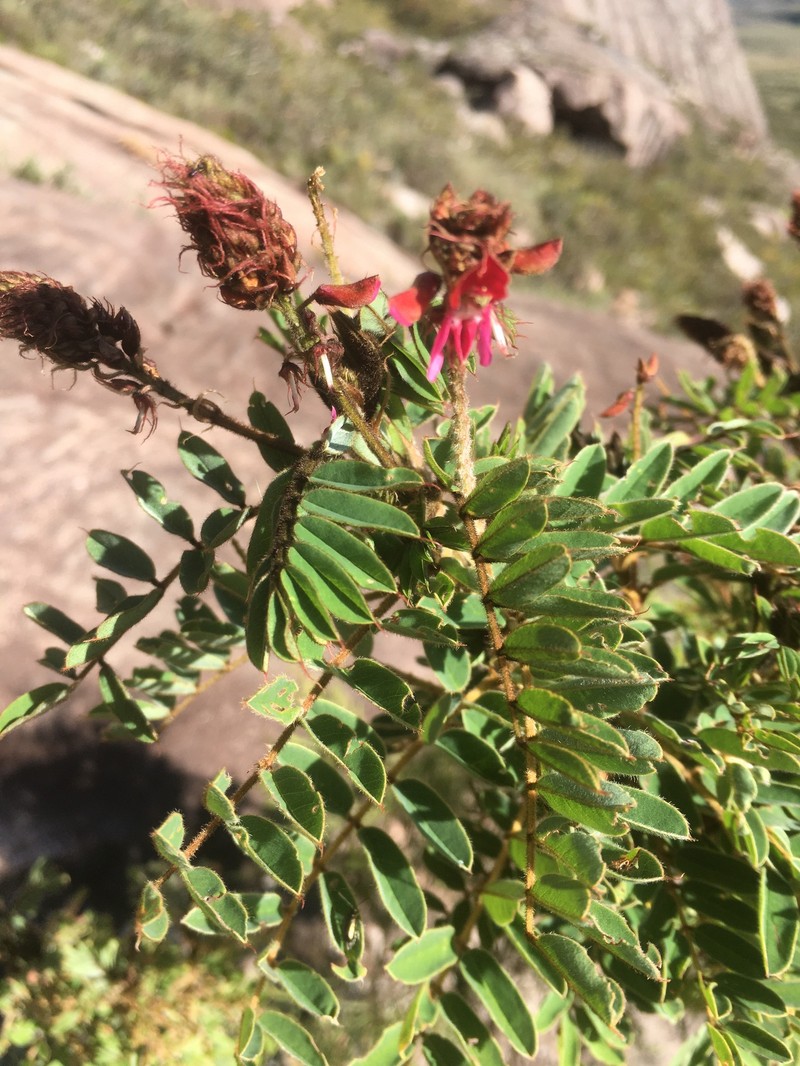 Indigofera mangokyensis photo 4