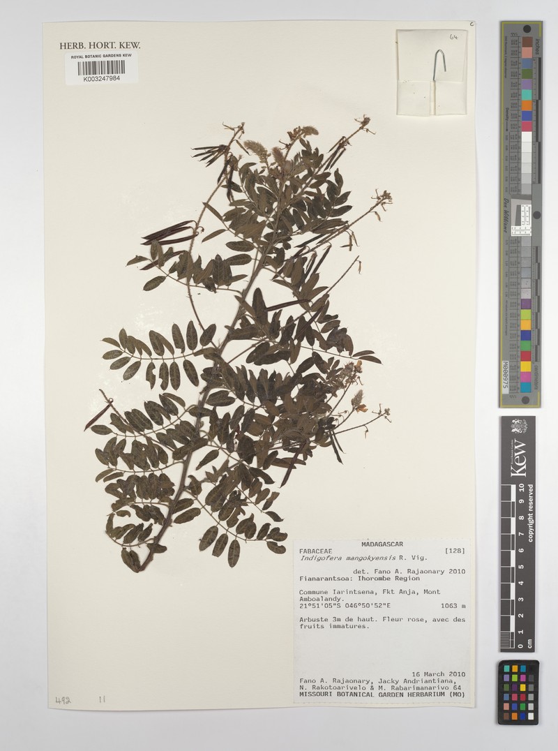 Indigofera mangokyensis photo 5