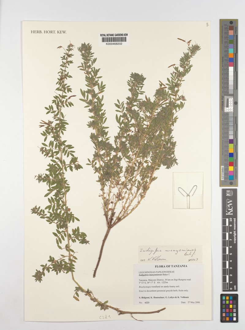 Indigofera manyoniensis