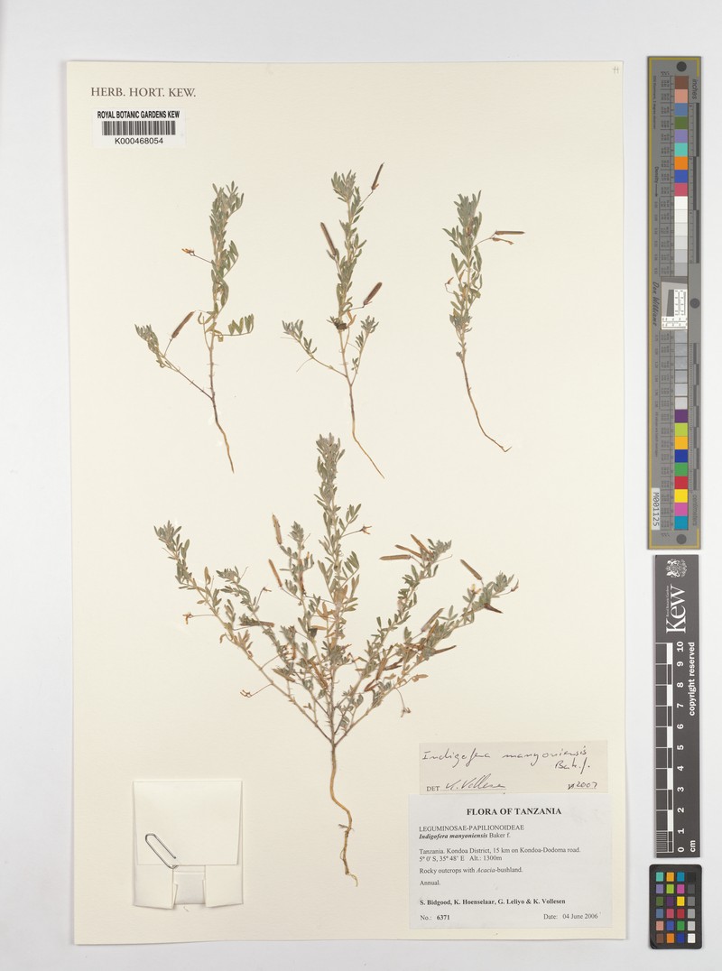 Indigofera manyoniensis photo 2