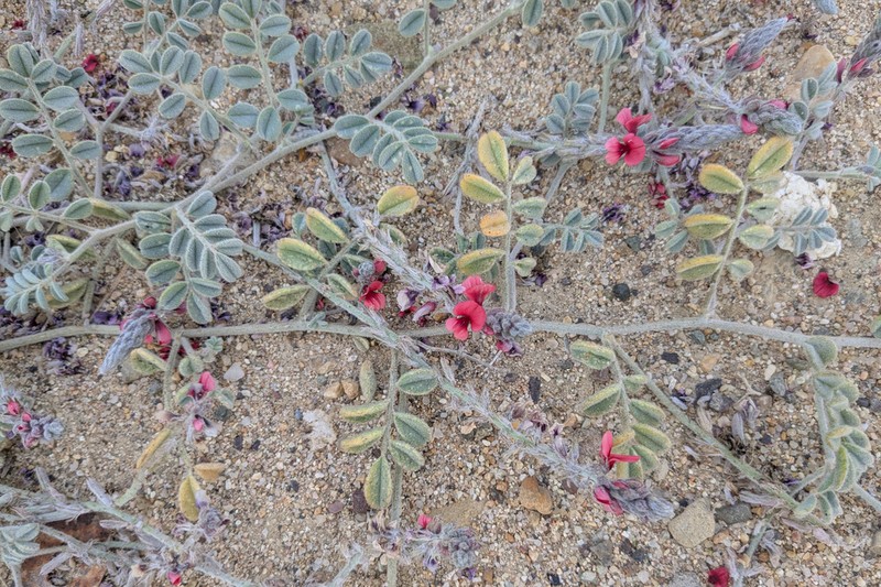 Indigofera maritima photo 3