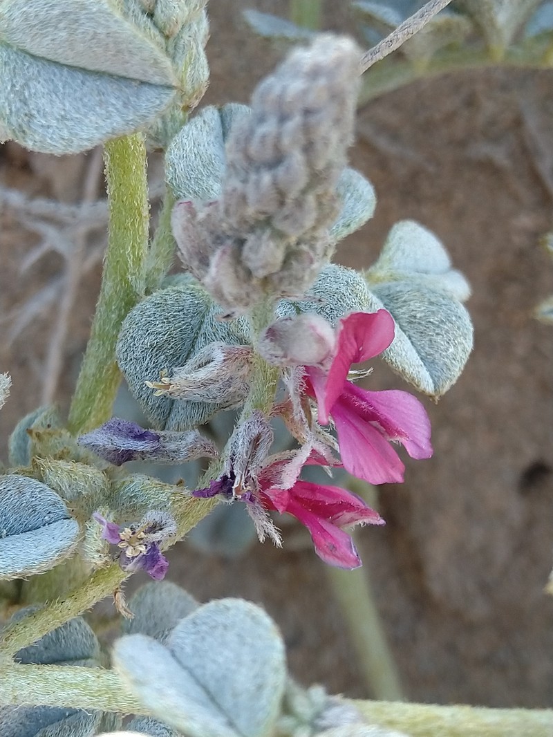 Indigofera maritima photo 4