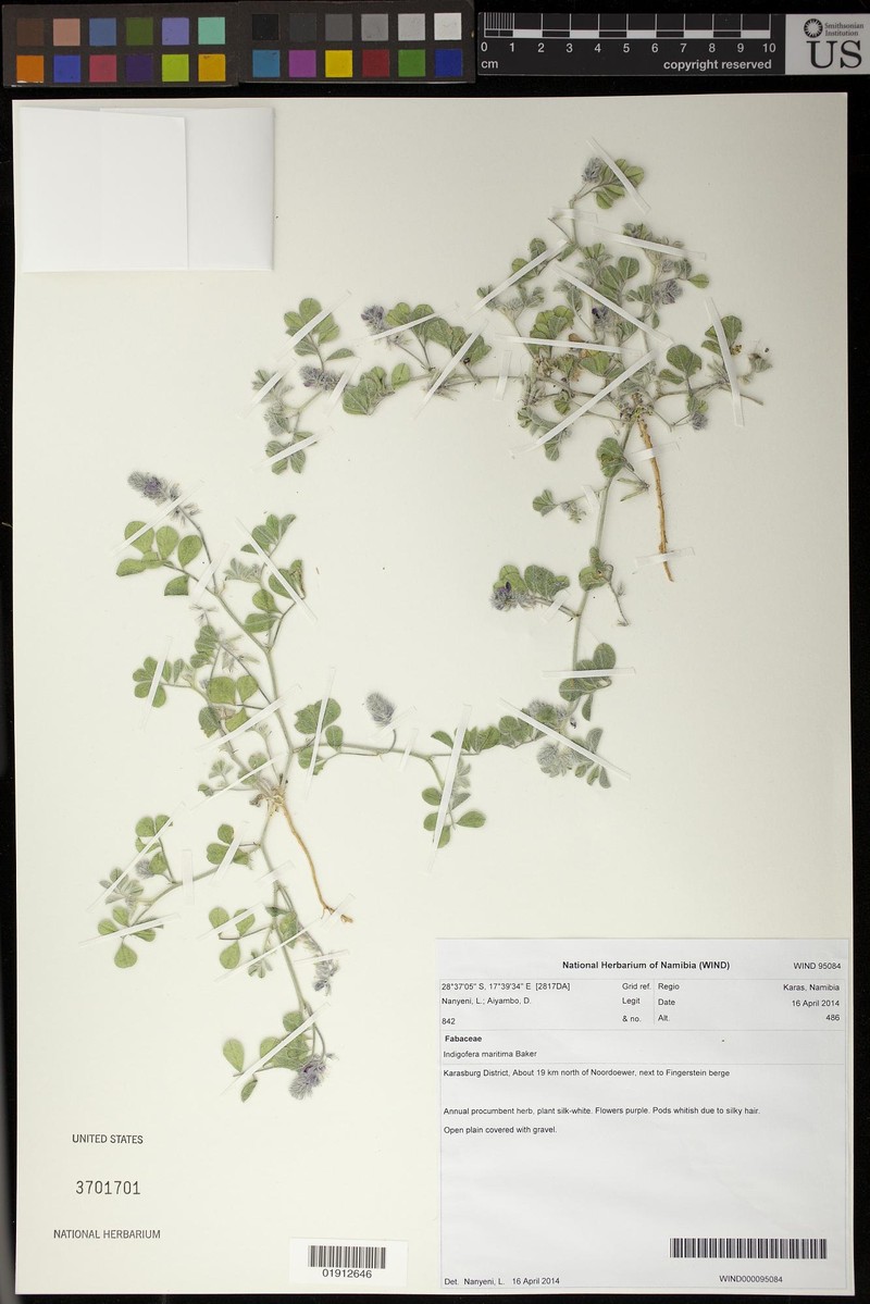 Indigofera maritima photo 5