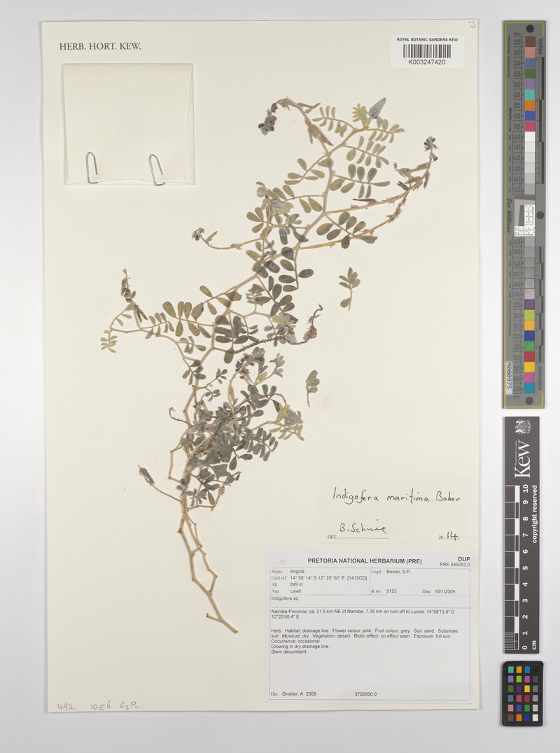 Indigofera maritima photo 6