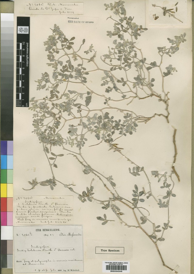 Indigofera maritima photo 7