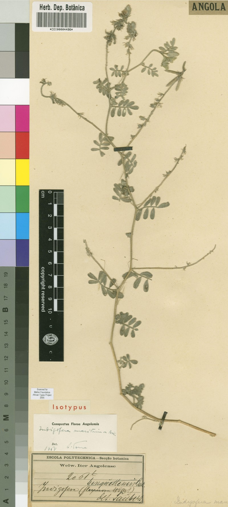 Indigofera maritima