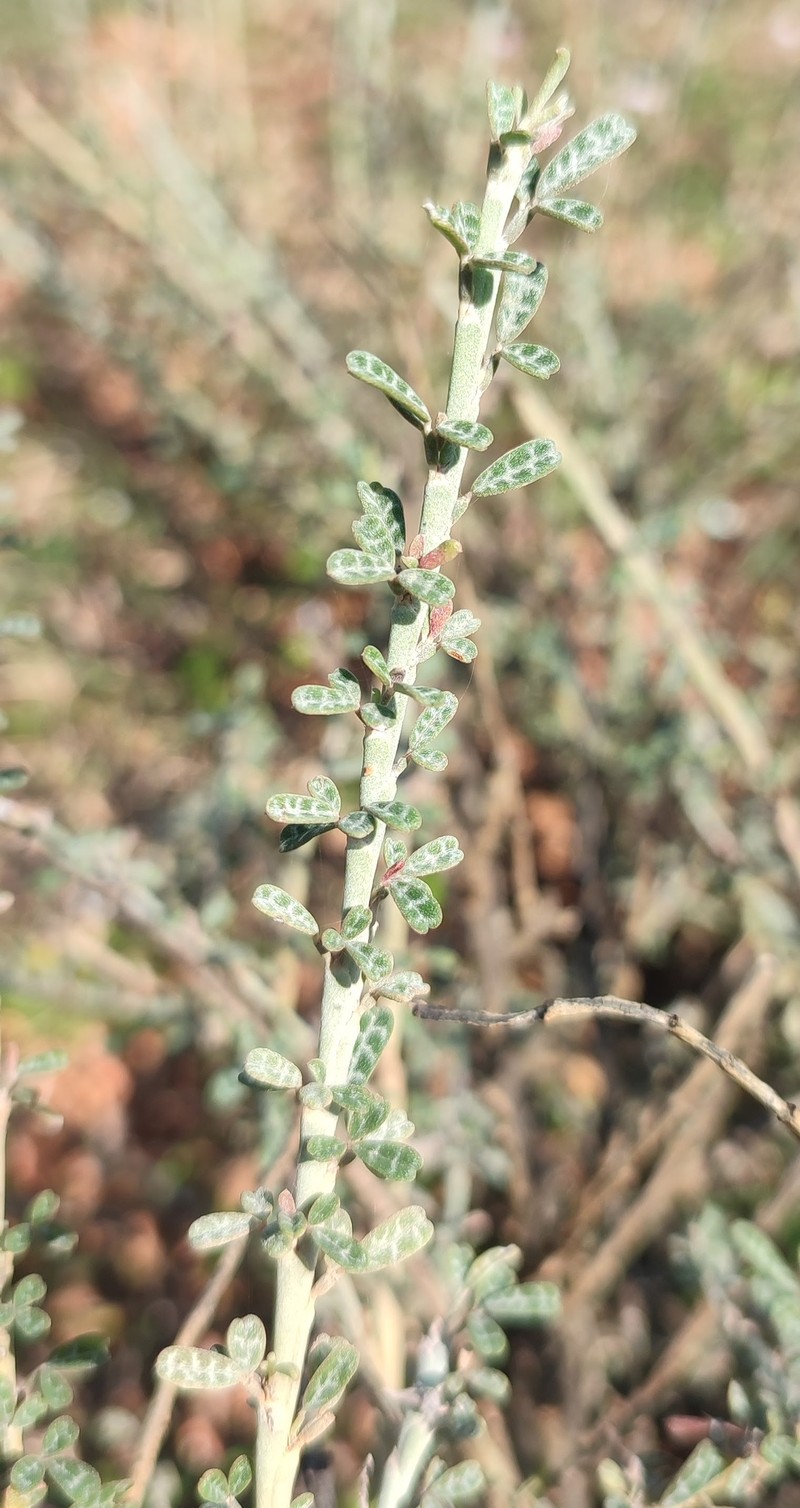 Indigofera marmorata