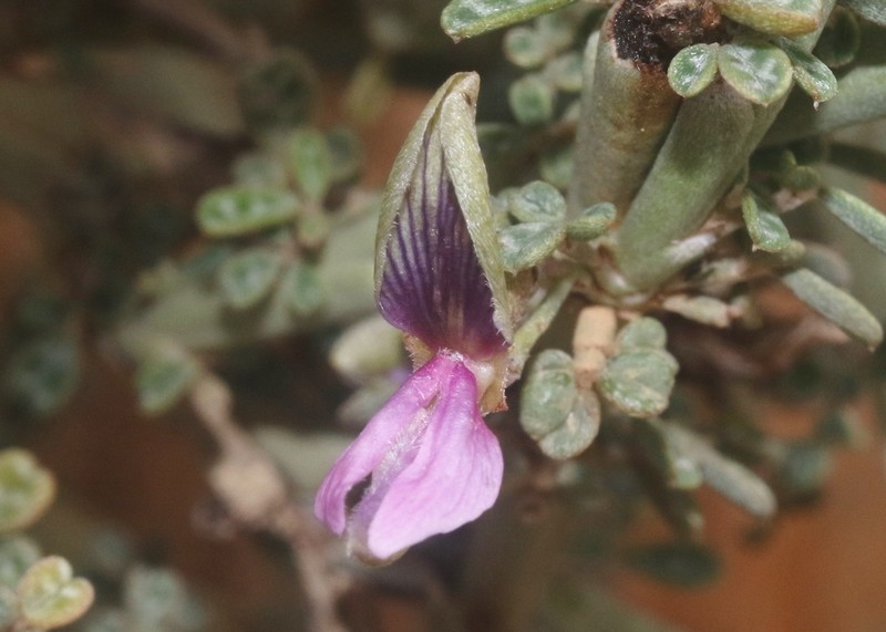 Indigofera marmorata photo 3