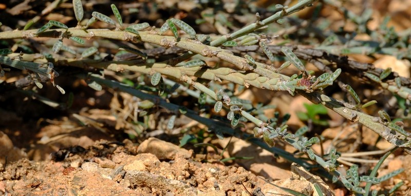 Indigofera marmorata photo 4