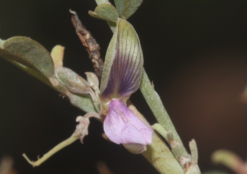 Indigofera marmorata photo 6