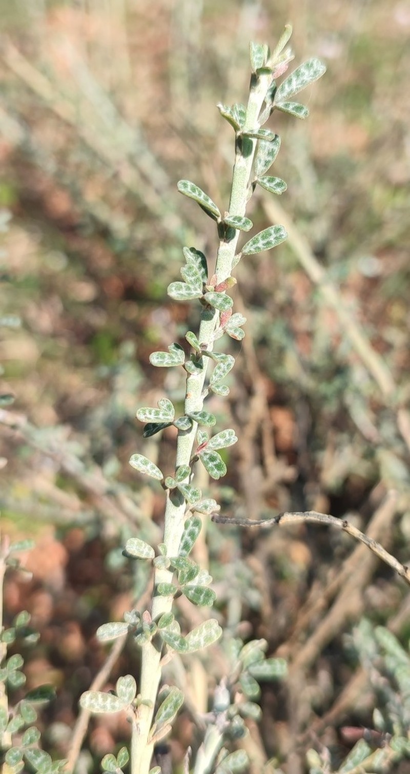 Indigofera marmorata photo 7