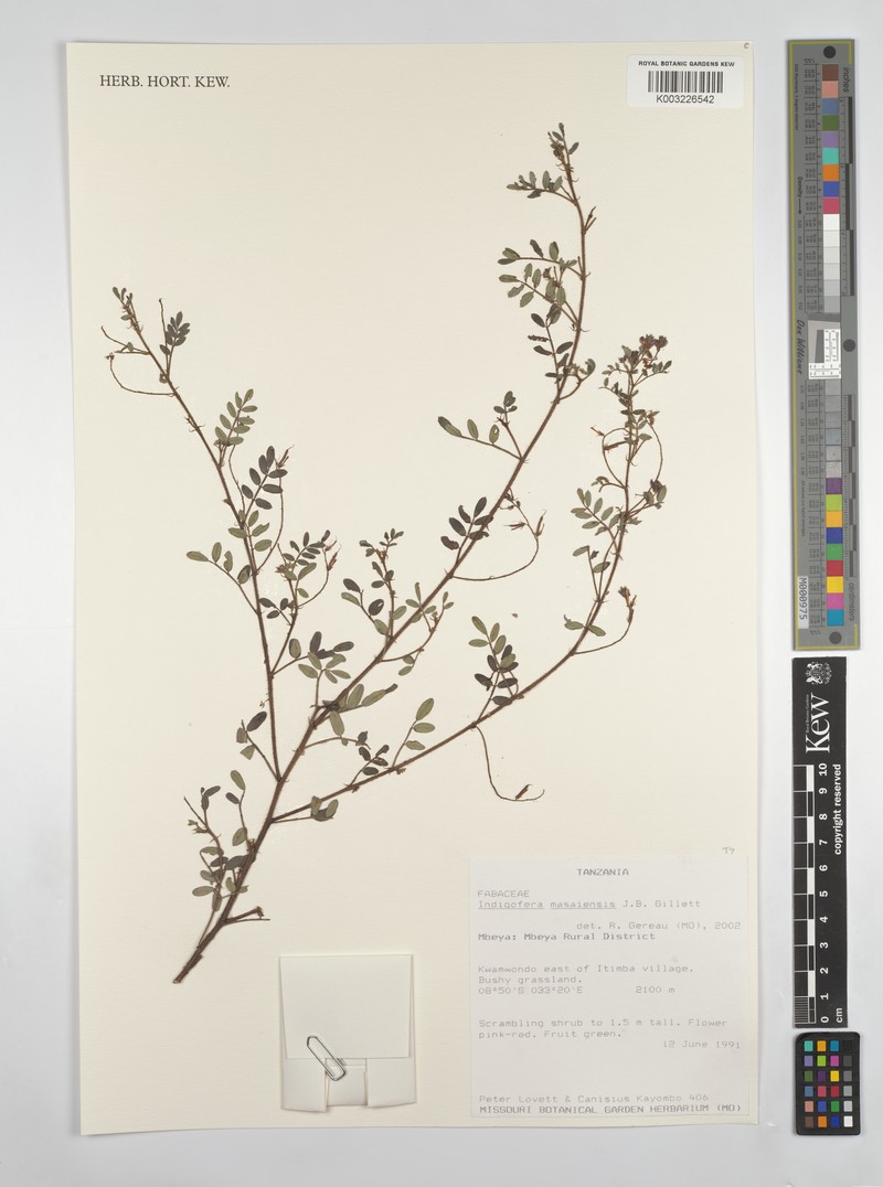 Indigofera masaiensis