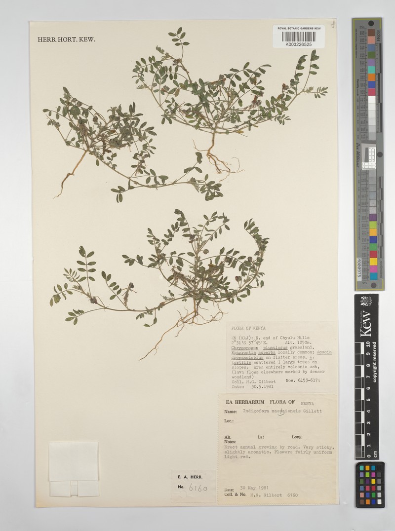 Indigofera masaiensis photo 2