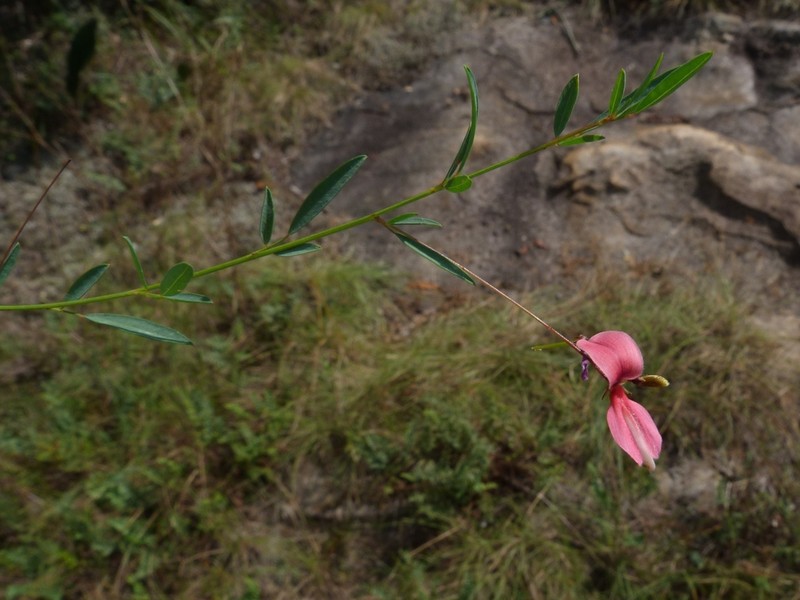 Indigofera masonae