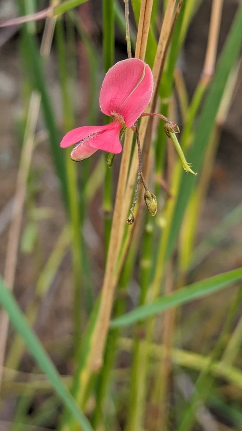 Indigofera masonae photo 2