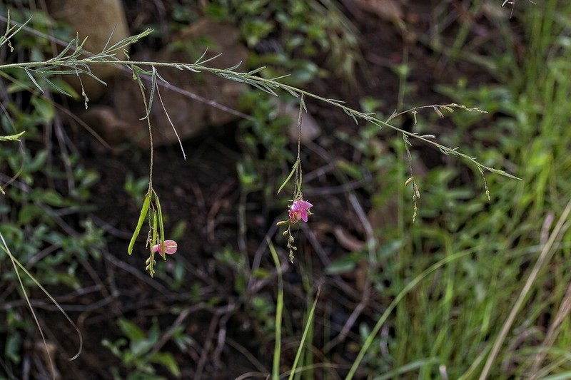 Indigofera masonae photo 3