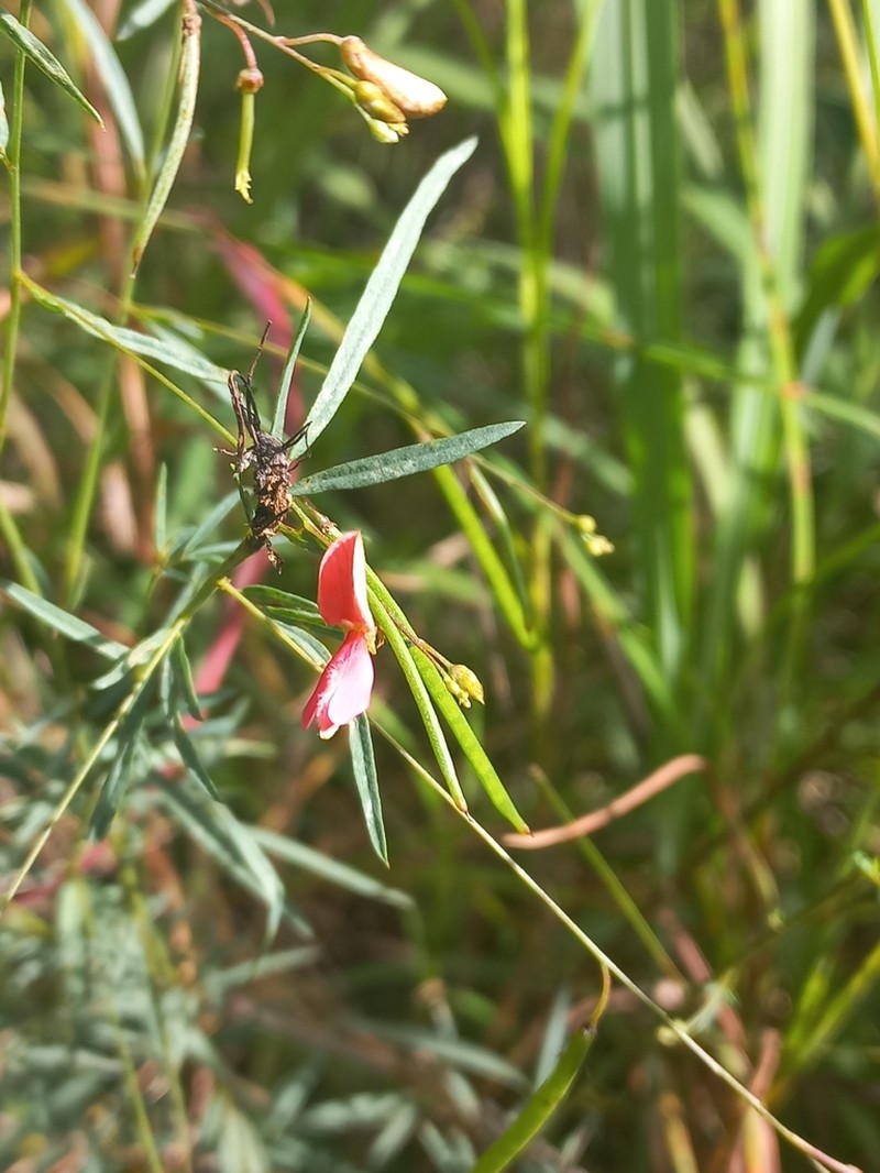 Indigofera masonae photo 4