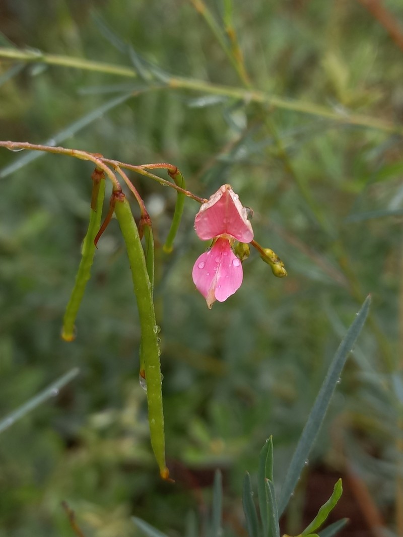 Indigofera masonae photo 5
