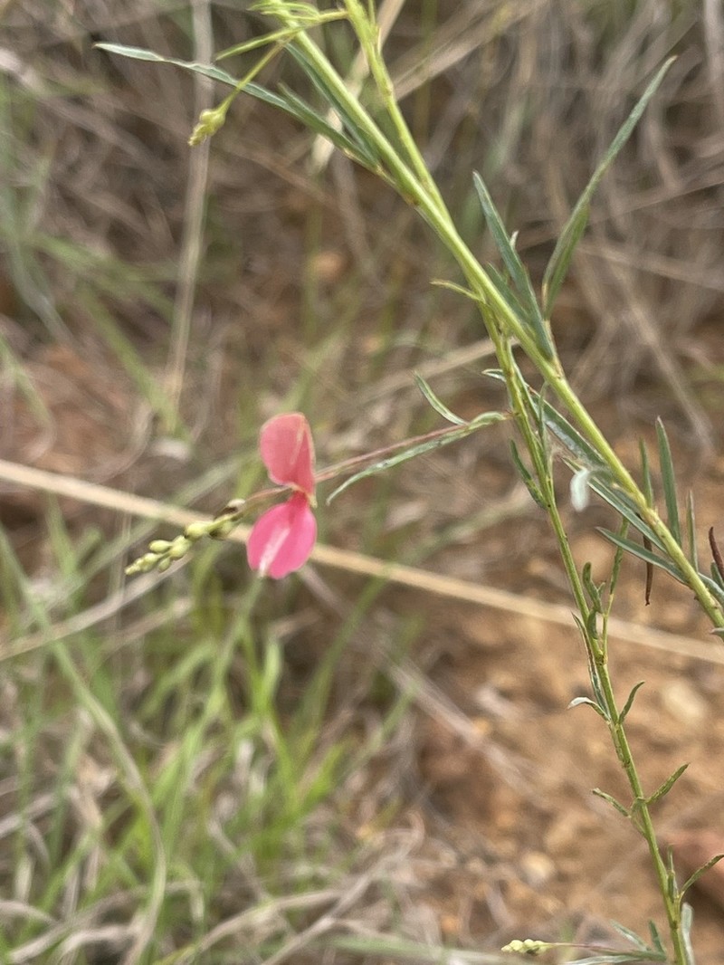 Indigofera masonae photo 6