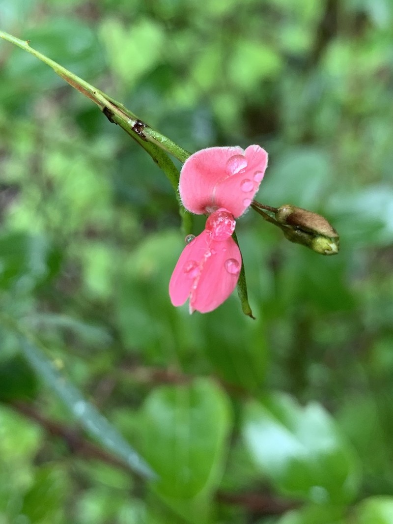 Indigofera masonae photo 7