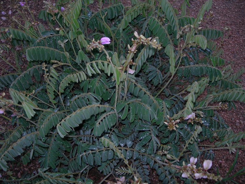 Indigofera matudae photo 2