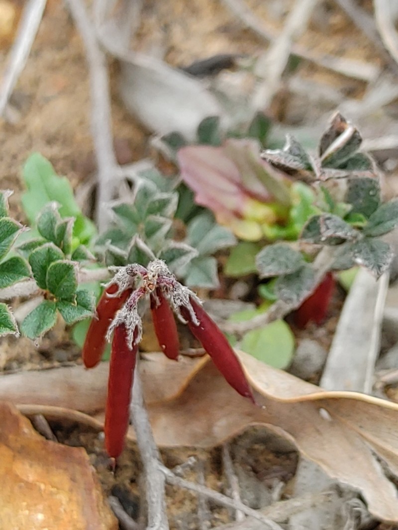 Indigofera mauritanica