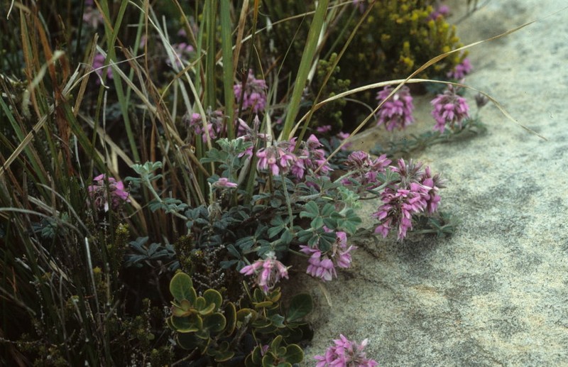 Indigofera mauritanica photo 2