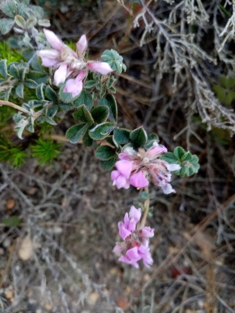 Indigofera mauritanica photo 3