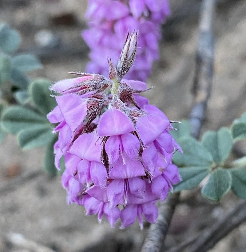 Indigofera mauritanica photo 4