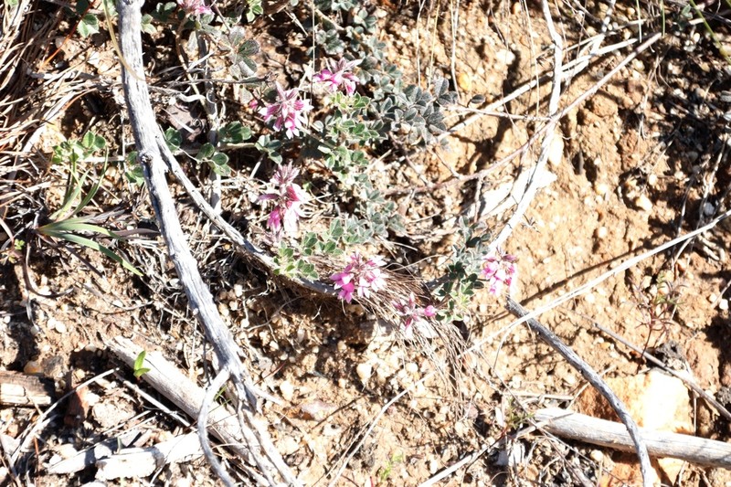 Indigofera mauritanica photo 6