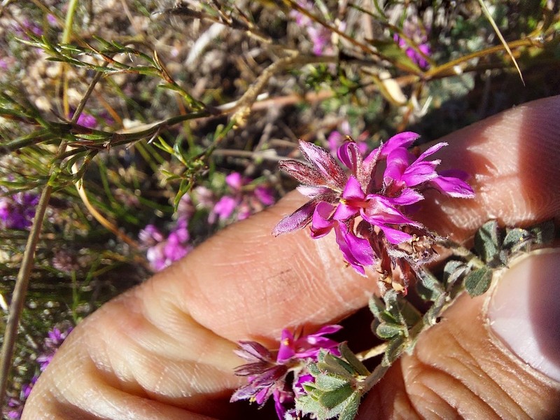 Indigofera mauritanica photo 7