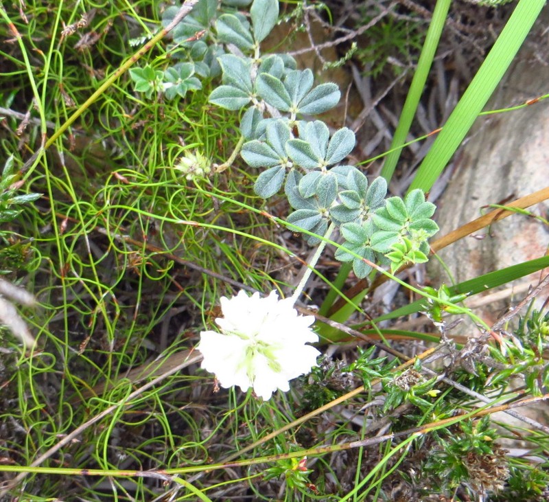 Indigofera mauritanica photo 8