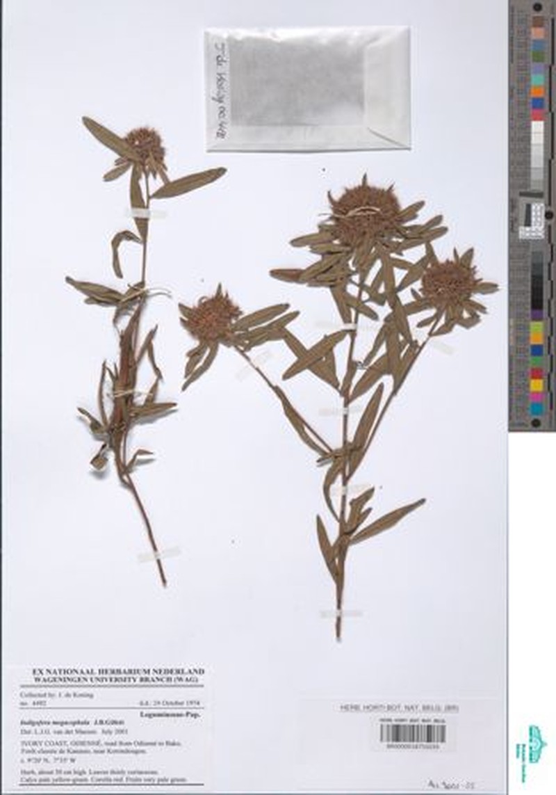Indigofera megacephala photo 3