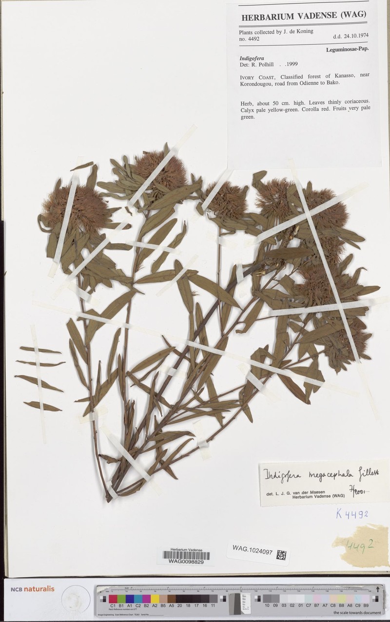 Indigofera megacephala photo 4