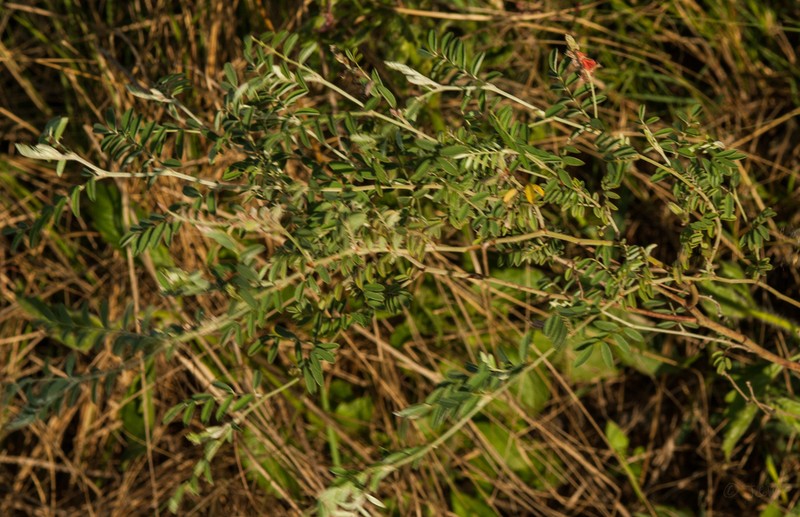 Indigofera melanadenia