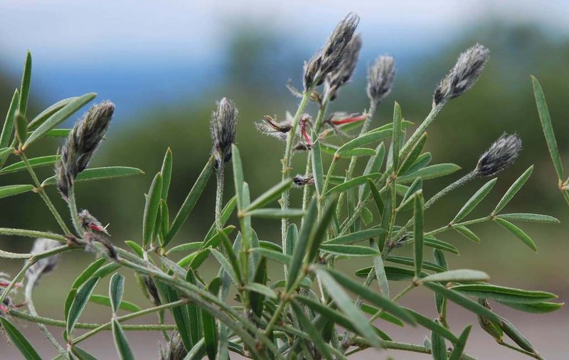 Indigofera melanadenia photo 2