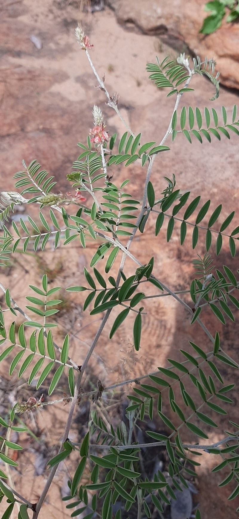 Indigofera melanadenia photo 4