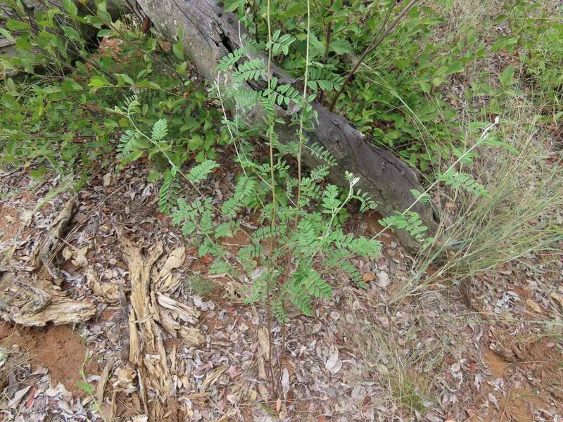 Indigofera melanadenia photo 5