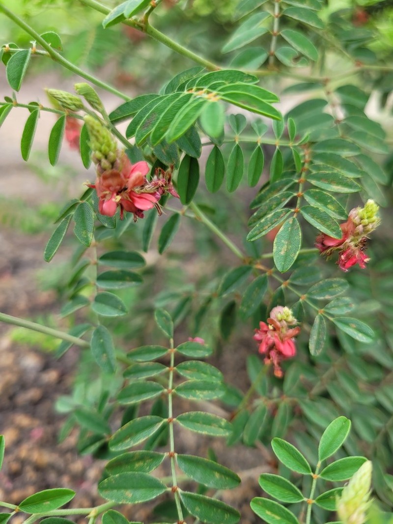 Indigofera melanadenia photo 6