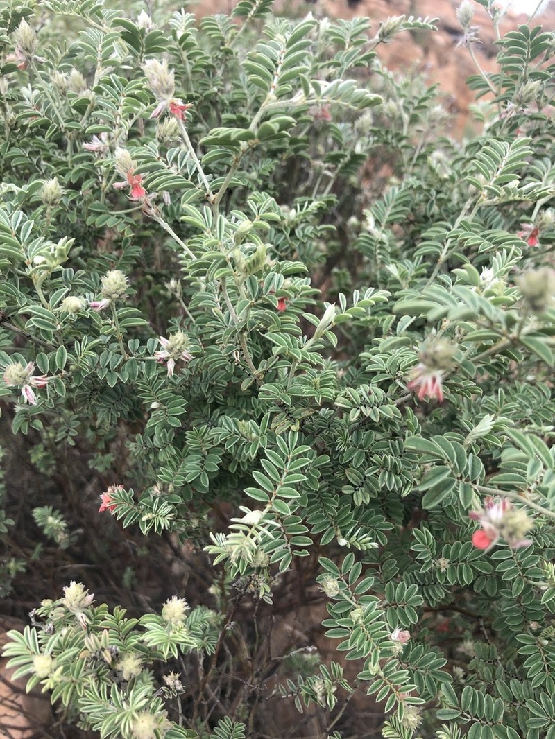 Indigofera melanadenia photo 7